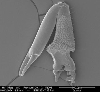 Media type: image;   Invertebrate Zoology 134644